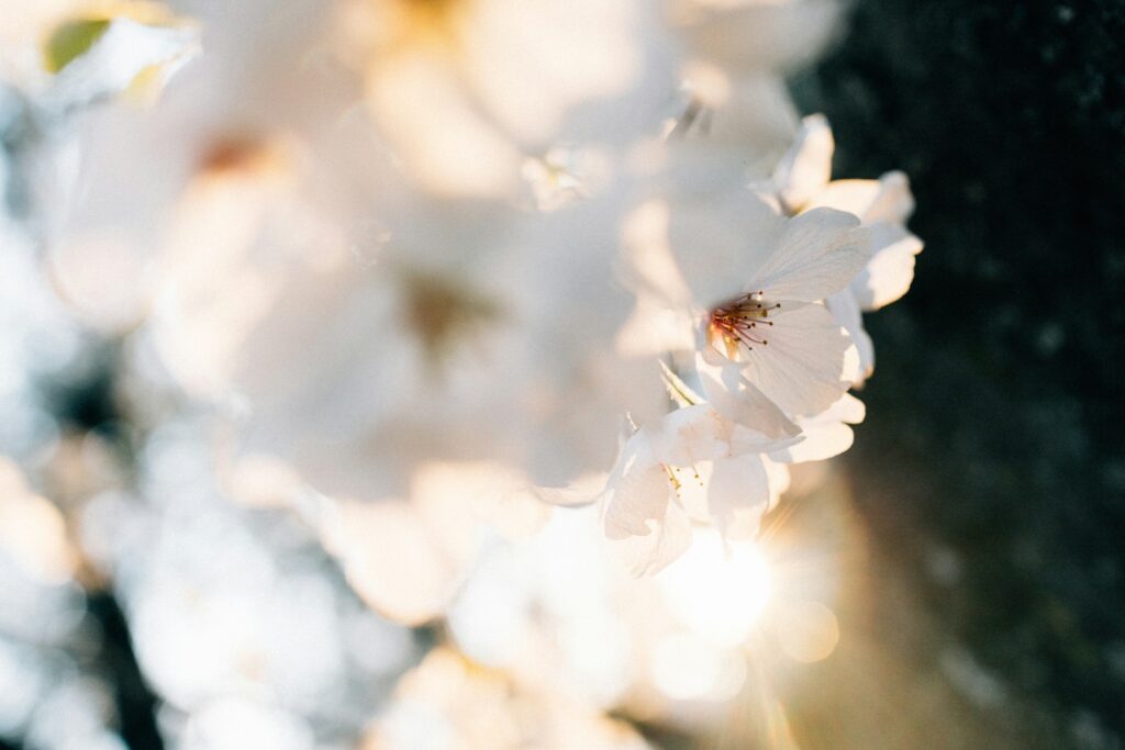White blossoms are illuminated by the sunlight.